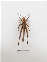 藏品(直翅目(1))的圖片